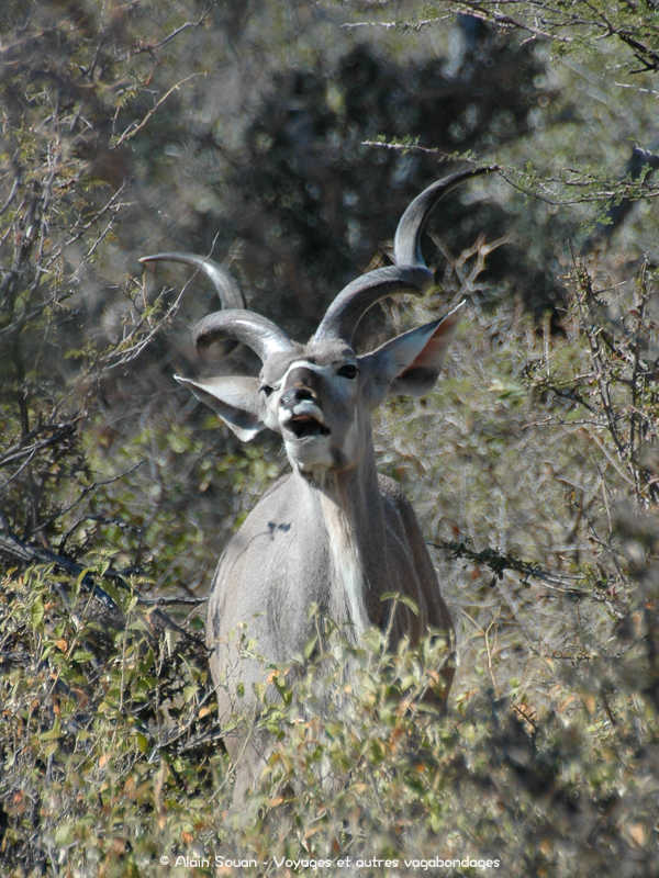 kudu Etosha Namibie