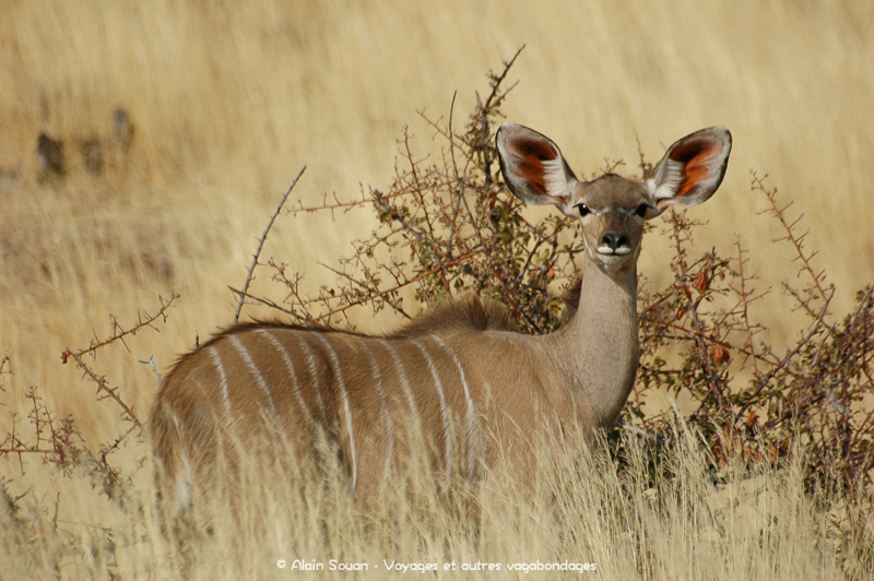 kudu femelle Damaraland Namibie