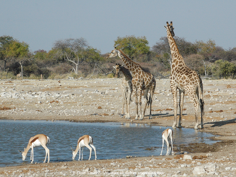 point d'eau Etosha girafes impalas