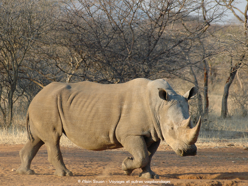 rhinocéros blanc Frans Indongo Lodge Namibie