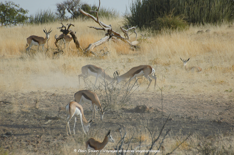 springboks Damaraland Namibie
