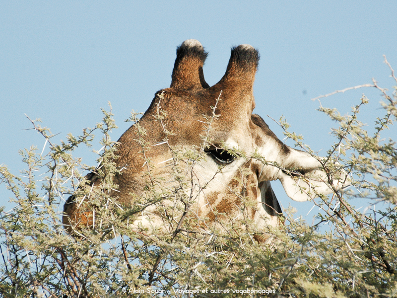 tête girafe safari Etosha