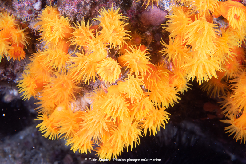 Polypes corail orange Santo Antao