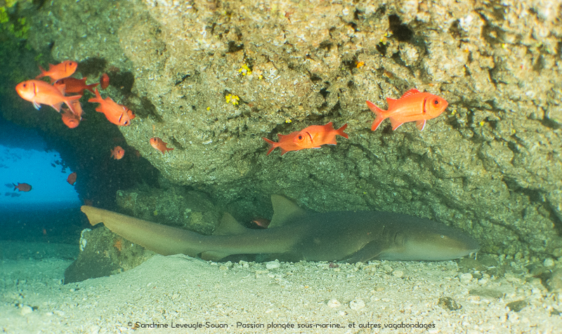 requin nourrice grotte Atlantis Palace Santo Antao