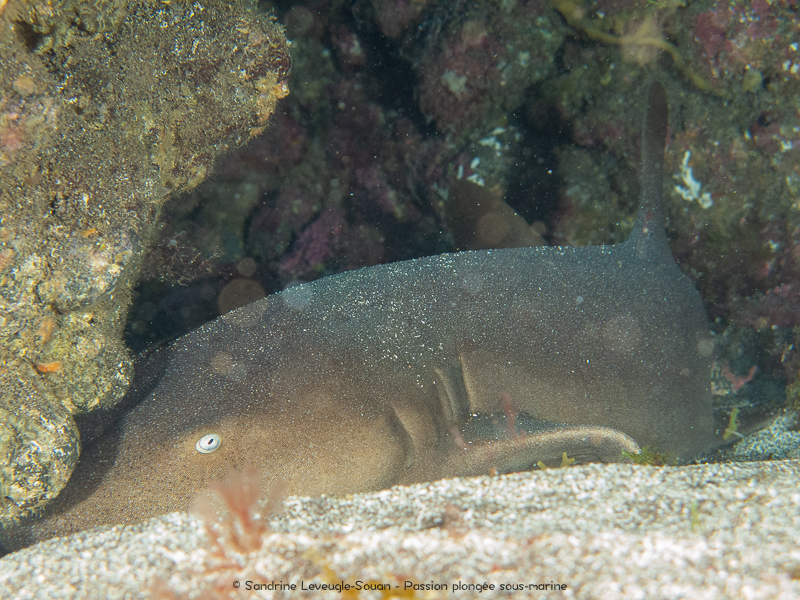 plongée cap-vert requin nourrice grotte Santo Antao